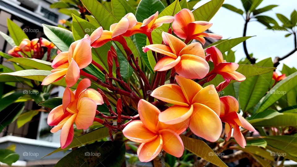 frangipani flower