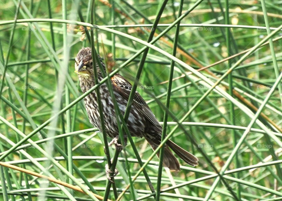 Thrush hiding in the Reeds