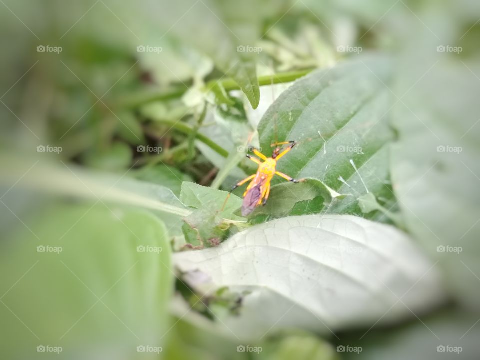 Pest-eating predators parasitoid chaetexorista javana