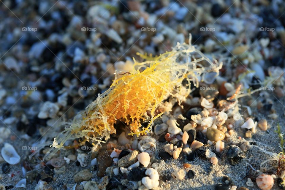 Beautiful shells on Elafonissi beach Creta island Greece summer feeling traveling with friends amazing nature therapy summer mood positive vibes wonderful time hustling daydreaming naturalism crystal waters paradise bay area