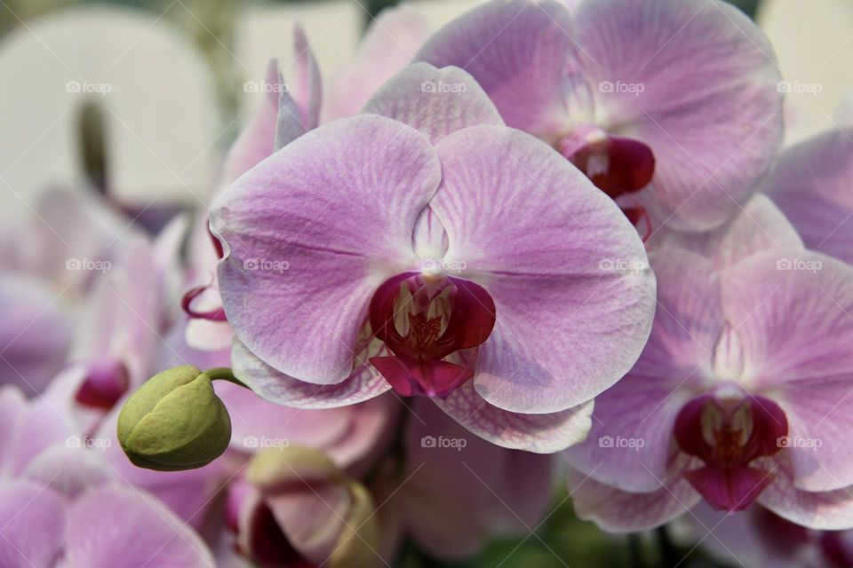 Orchid face 