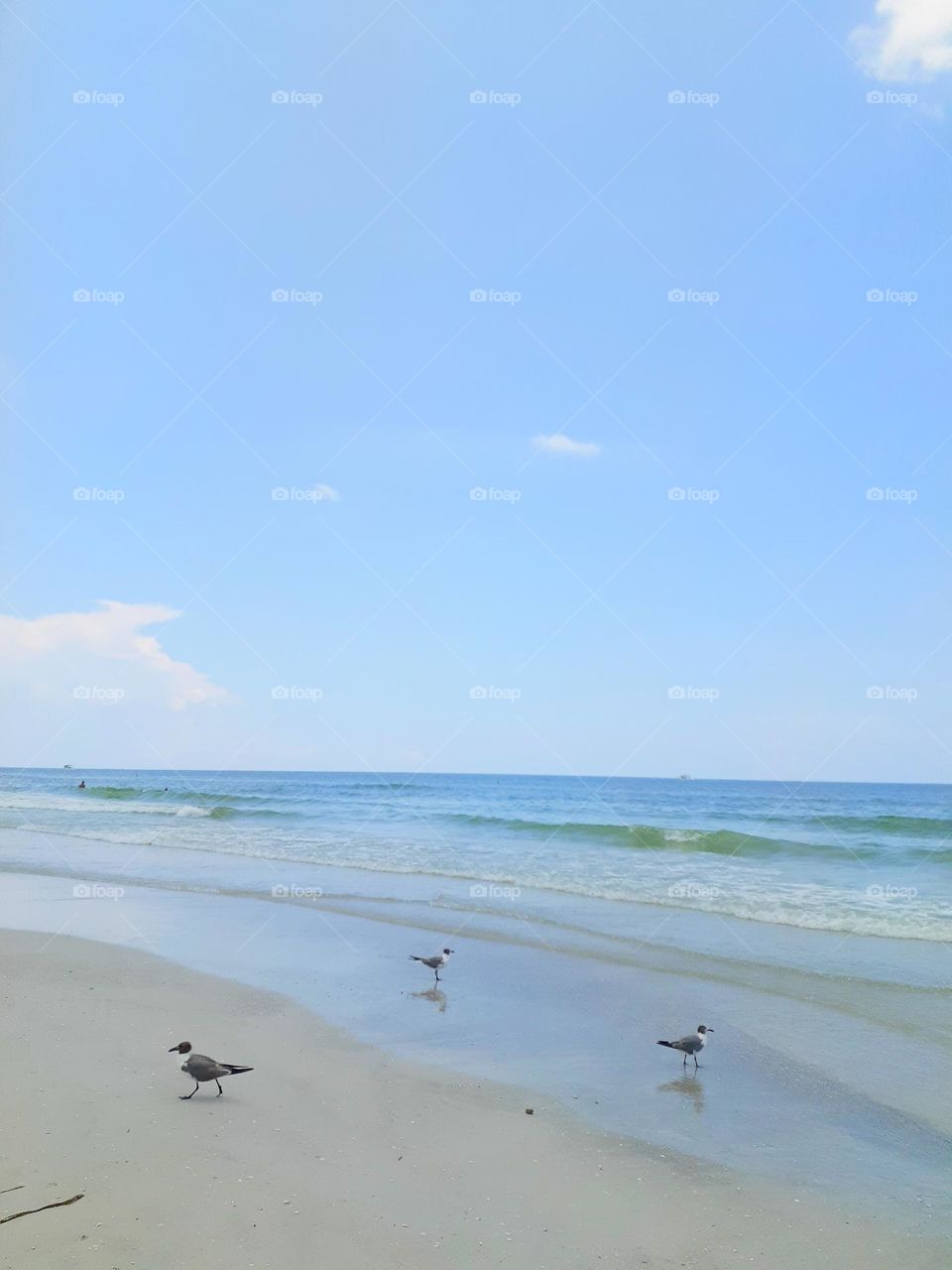 Three birds are walking around on the shore of Indian Rocks Beach in Tampa, Florida.