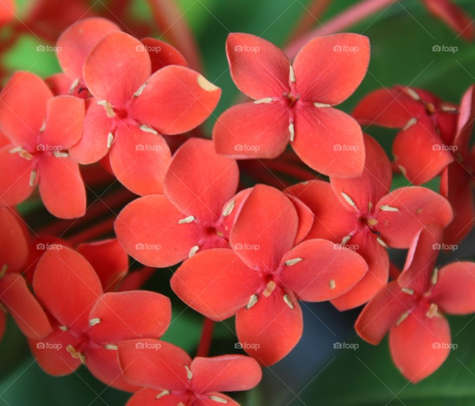 Ixora