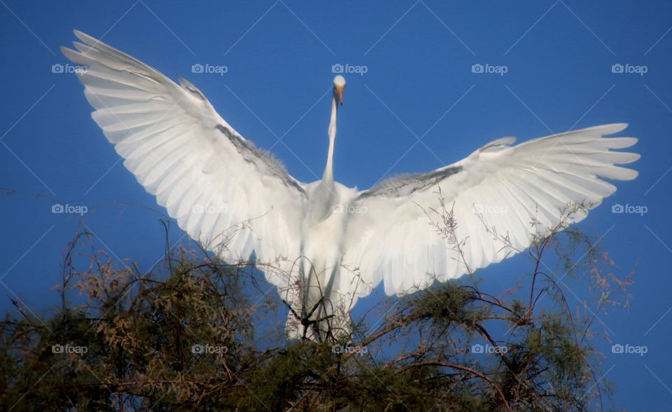 Wingspan of a Great Egret