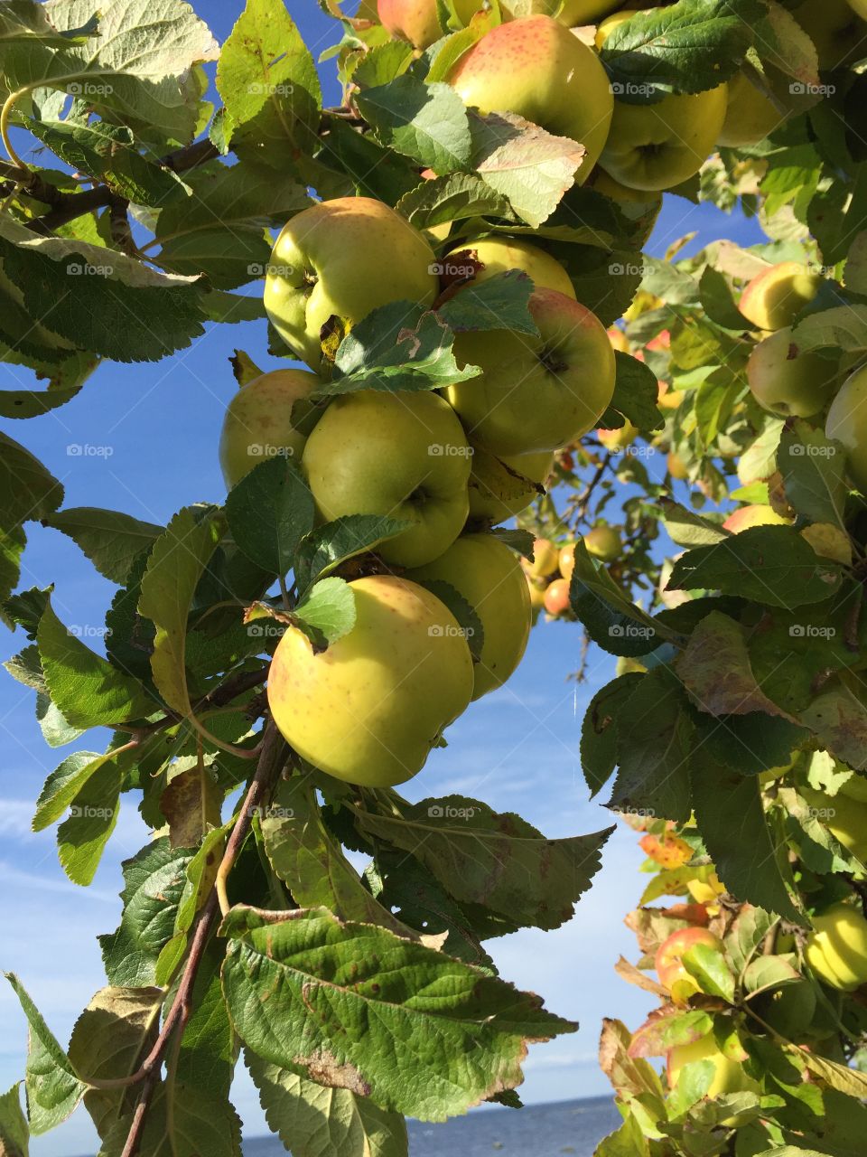 Apples at Öland 
