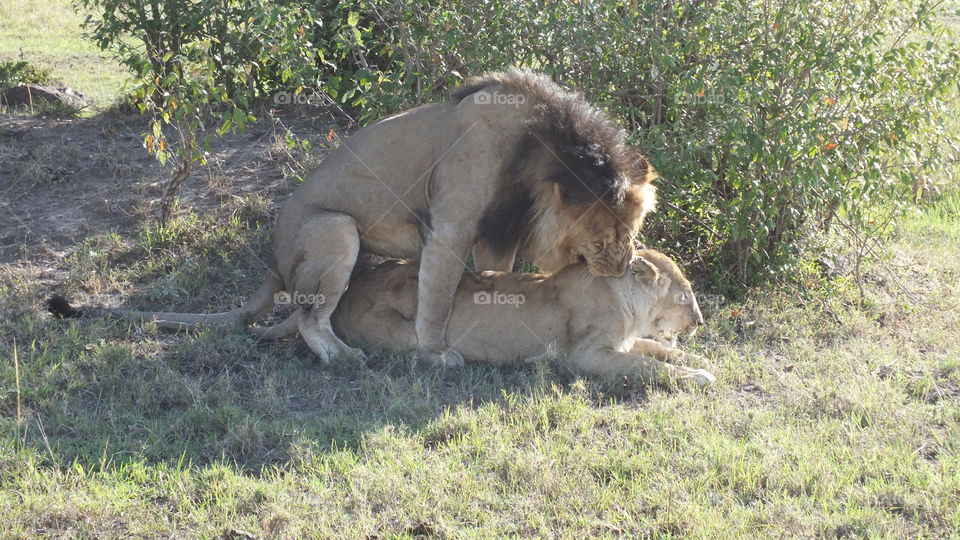 Mating Lions, Masai Mara