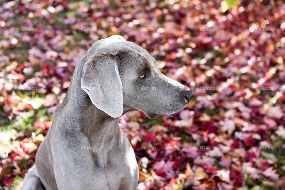 Profile of a weimaraner dog outdoors with fall leaves in the background