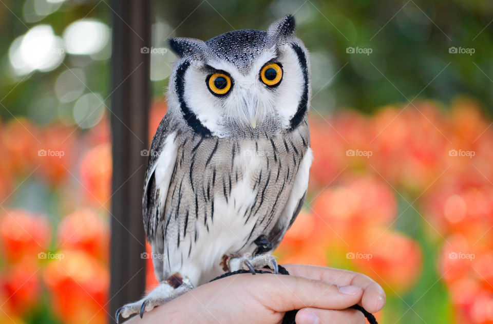 Southern white faced owl perched on a person's hand outdoors with a bright orange floral background