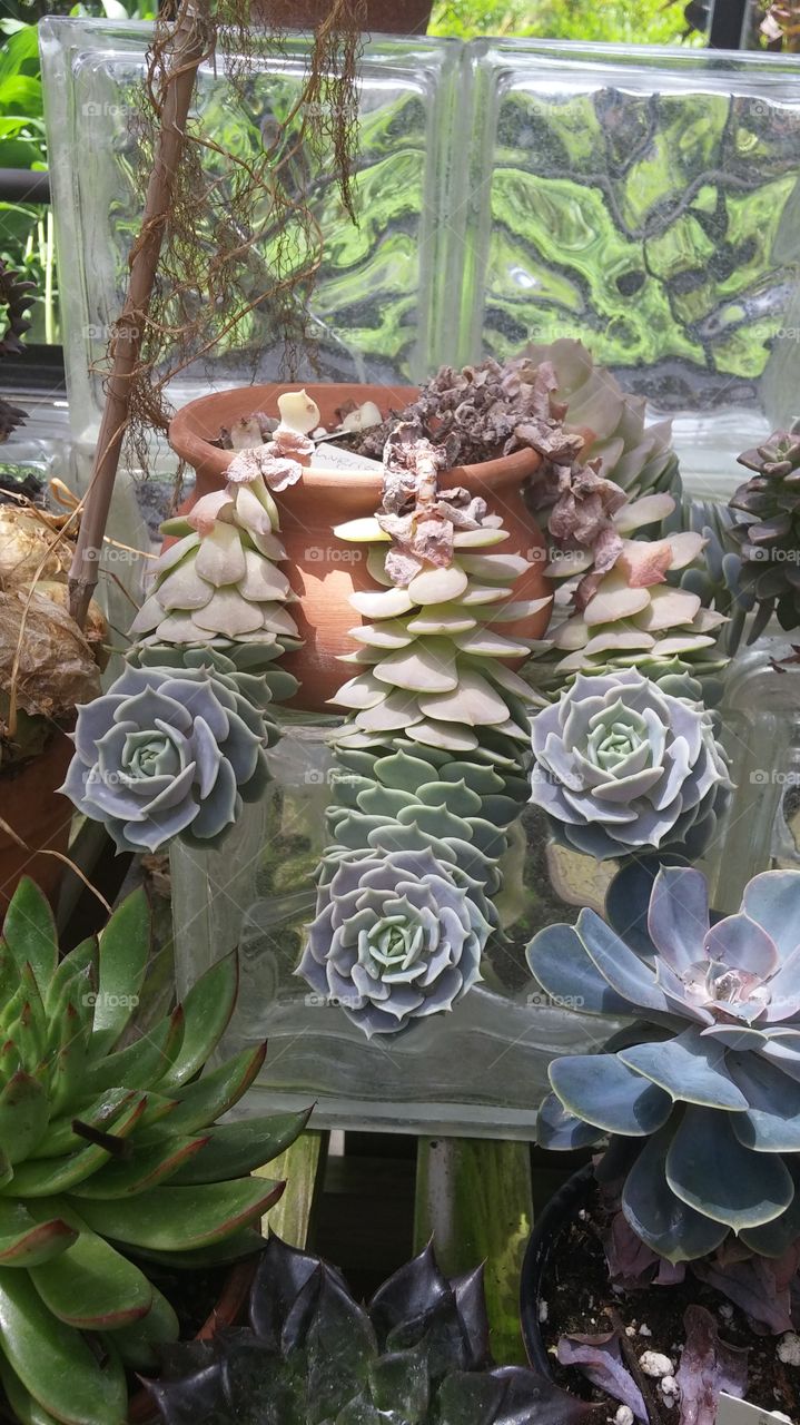 Succulent Beauty. Succulents found in a local conservatory in Virginia