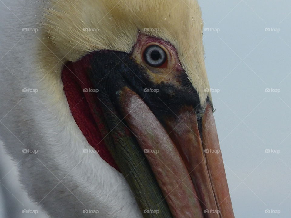 Close up pelican eye