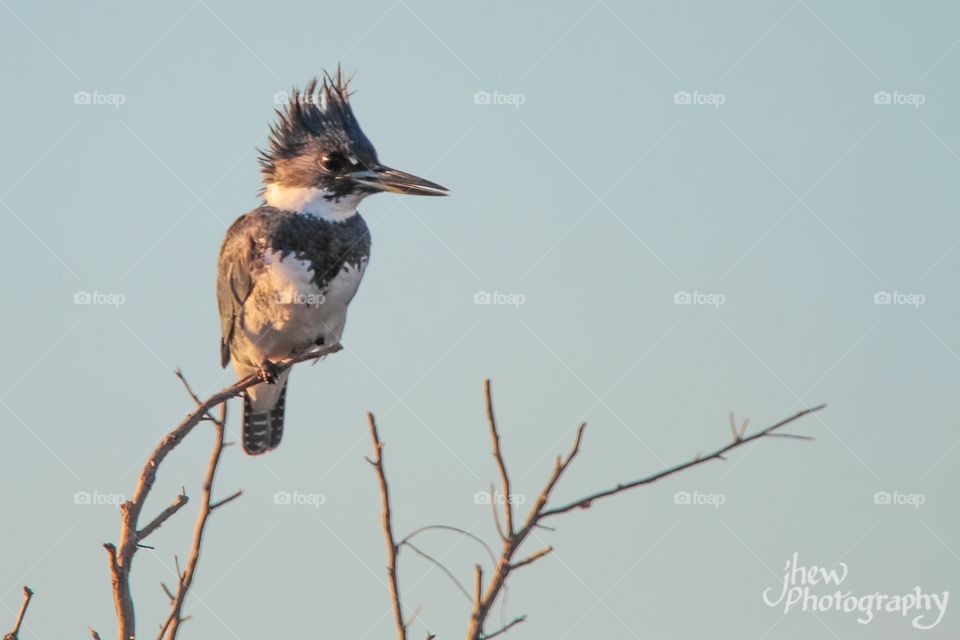 Kingfisher