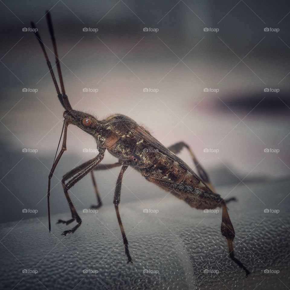 insect
