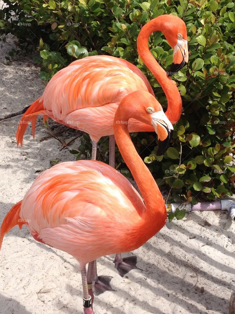 Flamingos