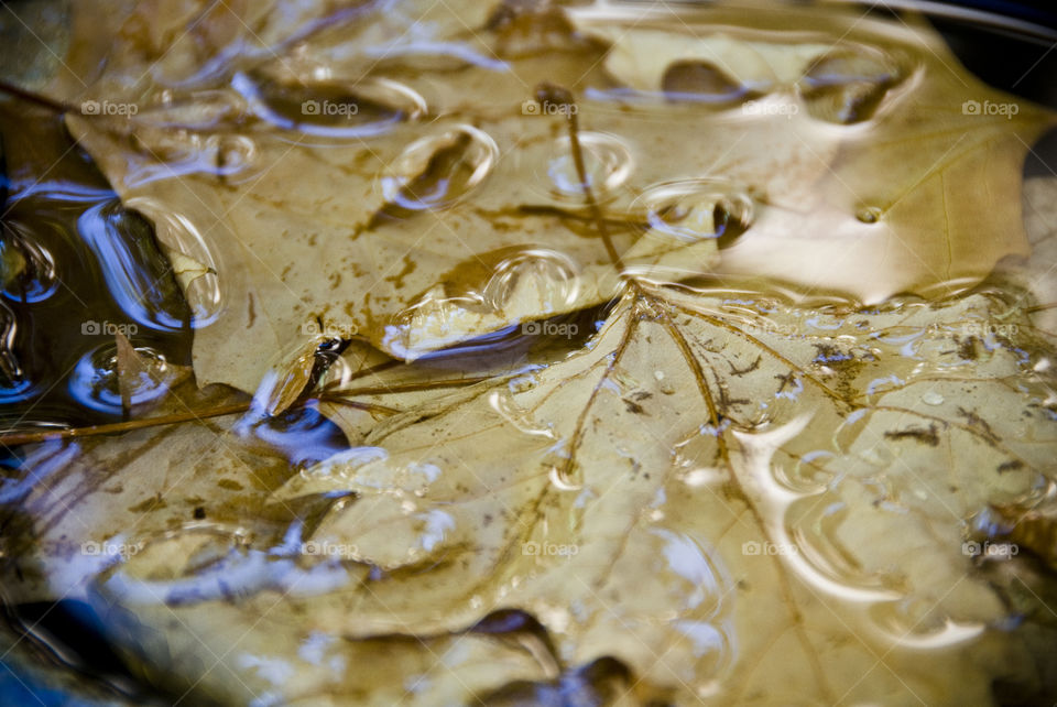 Close-up of a wet leaf