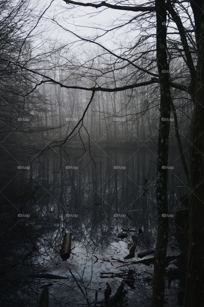 Magical forest in the south of Sweden