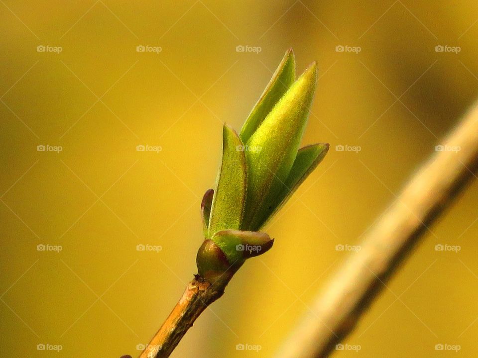 Spring bud