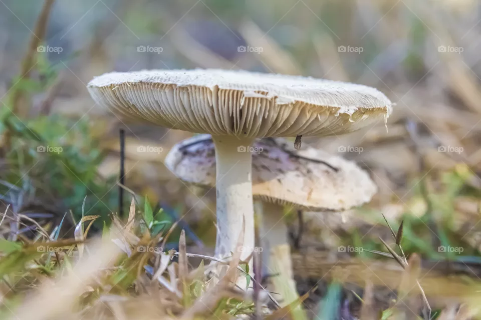 Backyard growth of a pair of white mushrooms