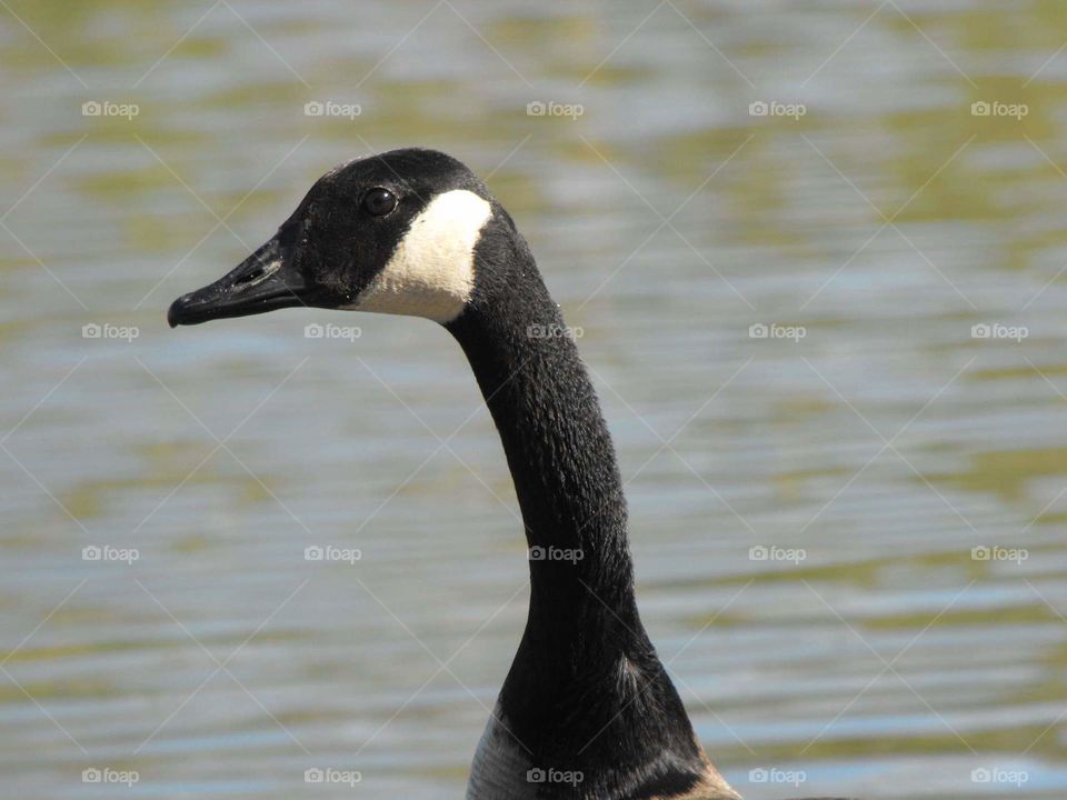 Close-up goose