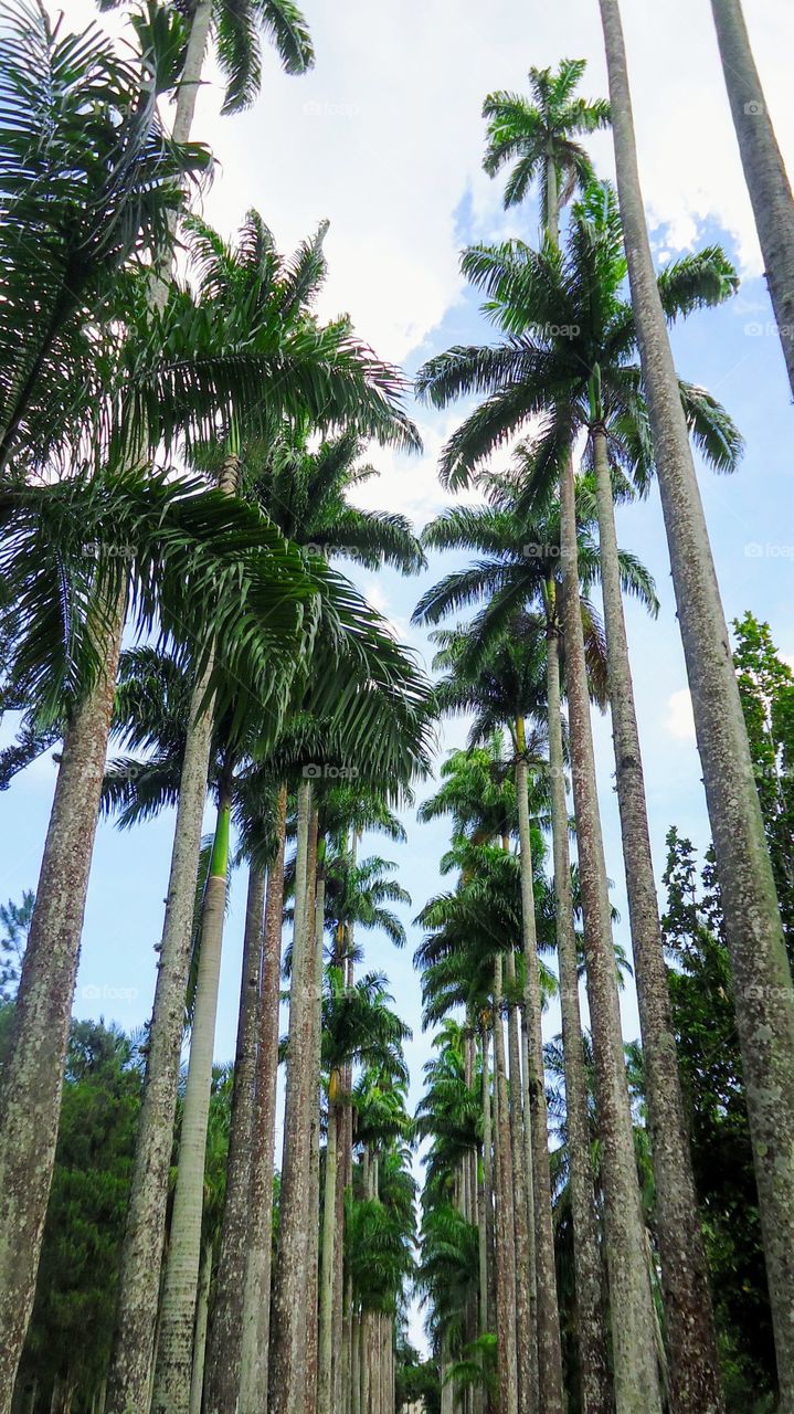 Garden Botanical, Rio de Janeiro, Brazil 