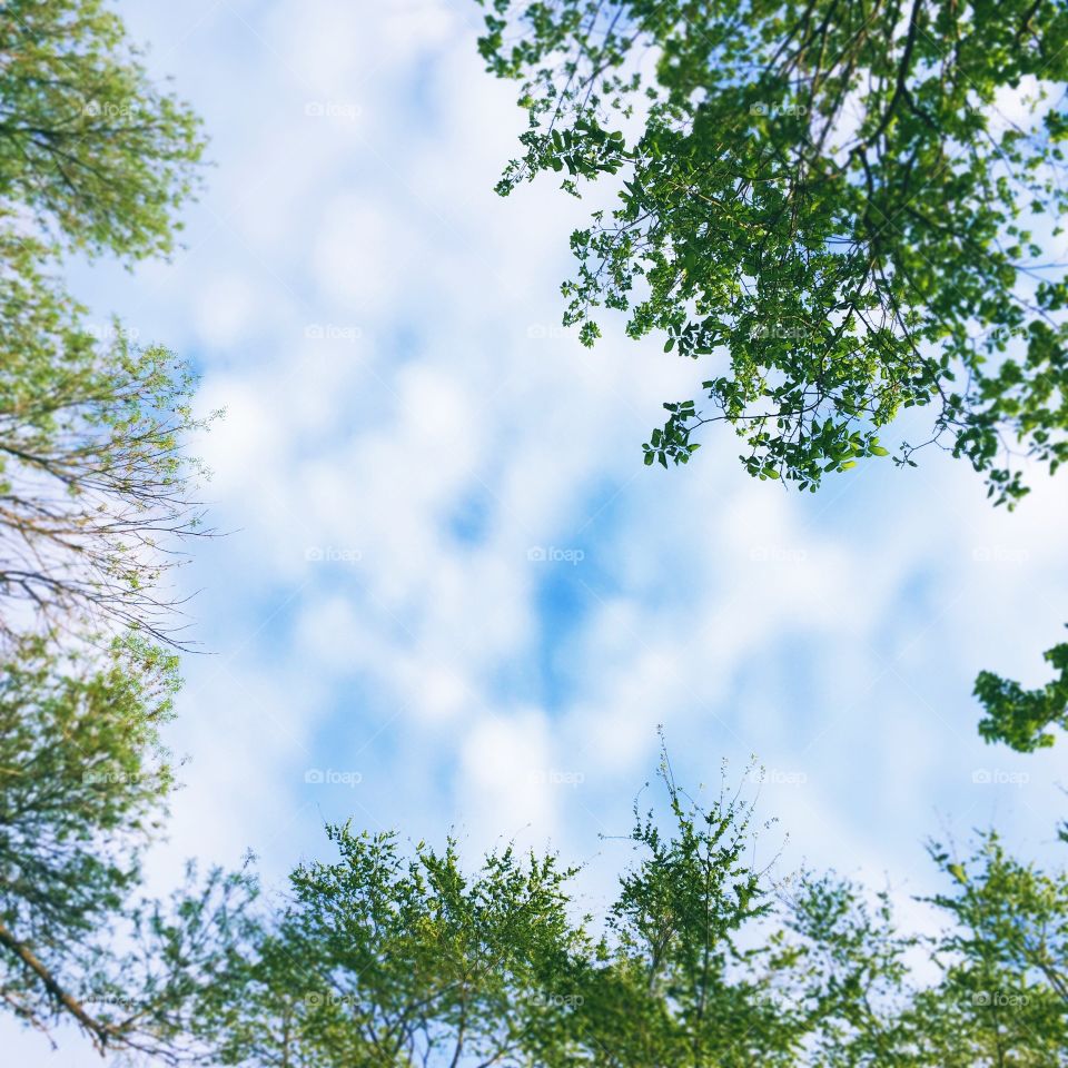 Puffy white clouds in a bright blue sky as viewed from below a “heart-shaped” frame of tall trees getting their new leaves in early spring