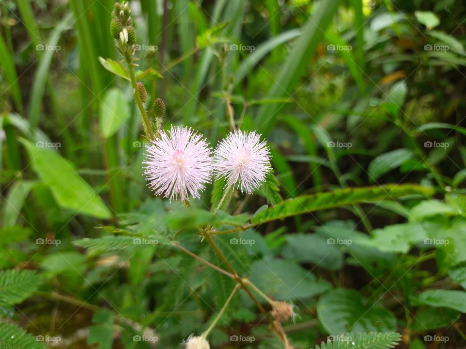 sleeping plant flowers