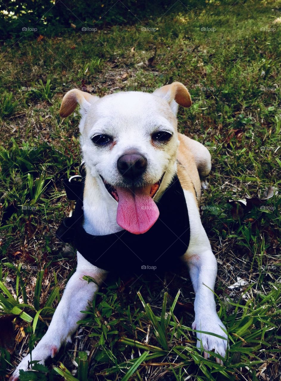 Happy pup, happy life, happy day 