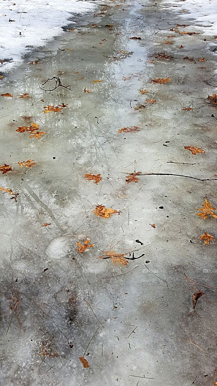 leaves frozen in melting ice