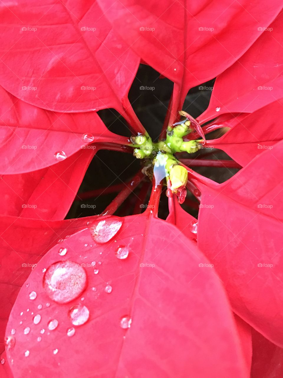 Closeup of red poinsettia with water drops. 