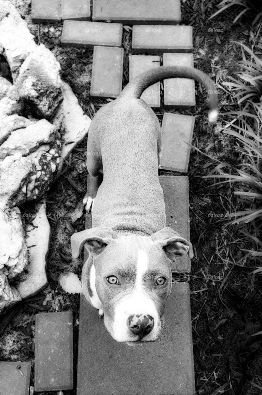 backyard  brick puppy eyes black white adorable  grass