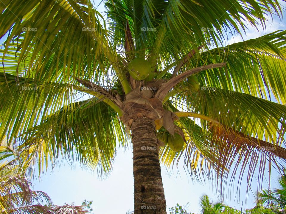 Palm tree