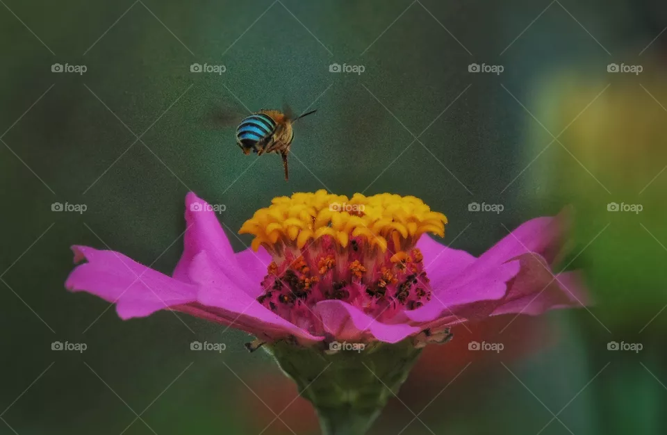 Bee