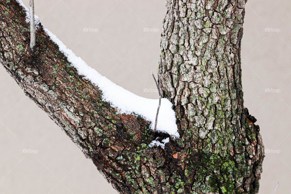 snow on a tree