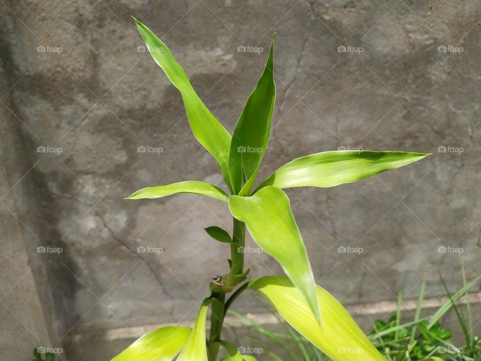 lucky bamboo plant it brings luck for you really is lucky keep it with you as a wallpaper and see the difference. Universe will bring to you good luck sure and certain. Wish you best of luck, good luck.