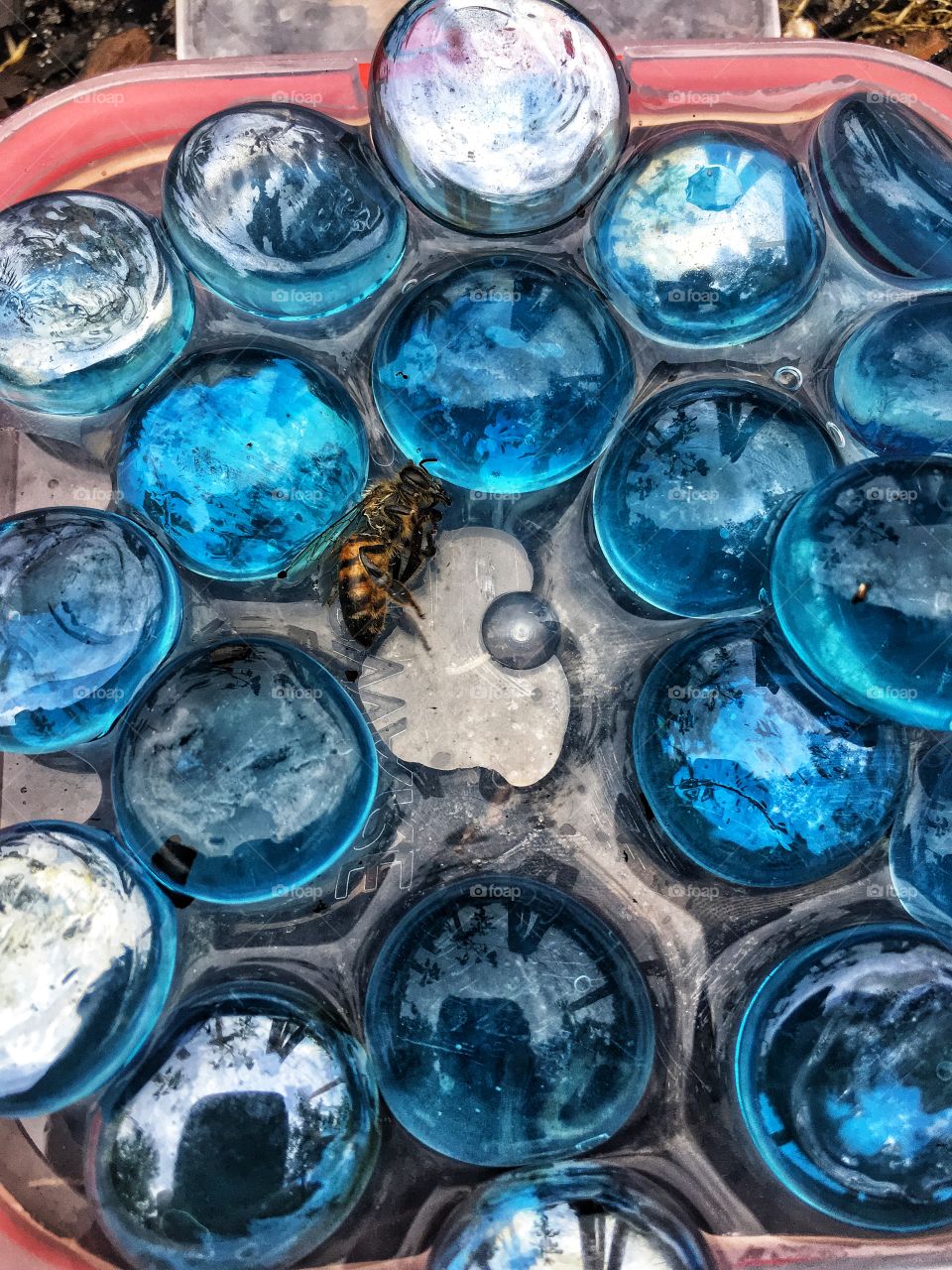 Little bee was stumbling in my garden so I gave it some sugar water in hopes that it would survive 