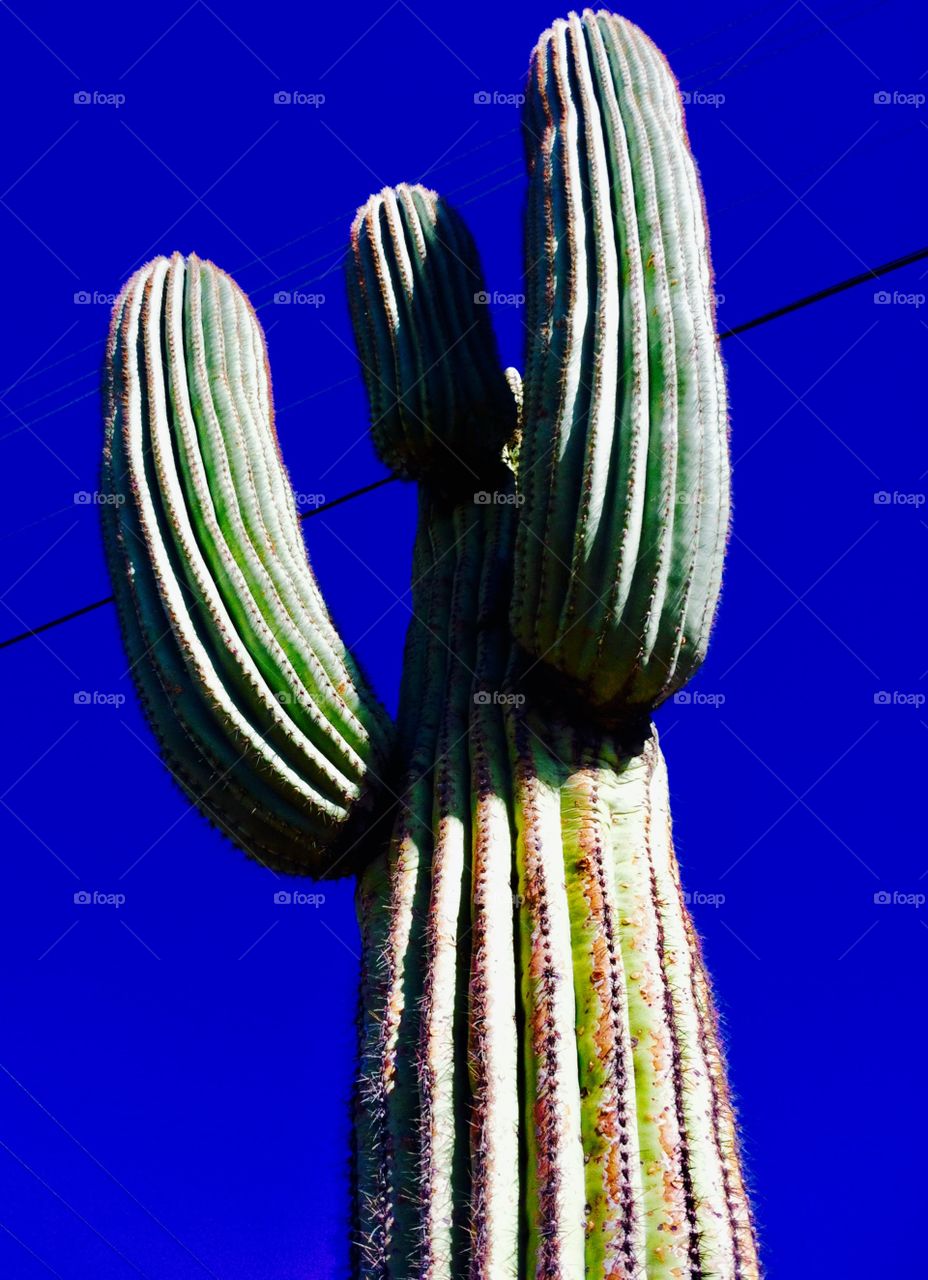 Tall saguaro cactus