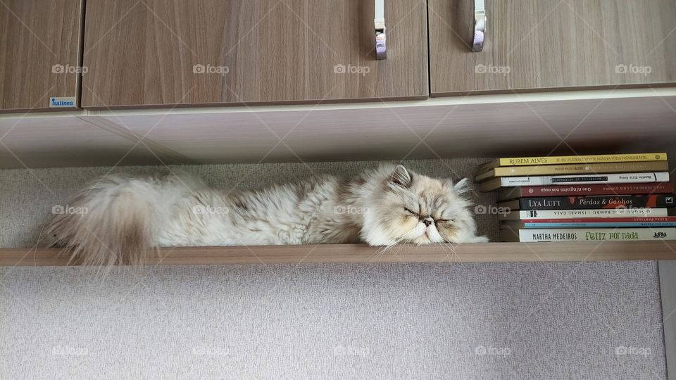Essa gata dengosa, procura lugares estratégicos para observar o ambiente enquanto cochila.