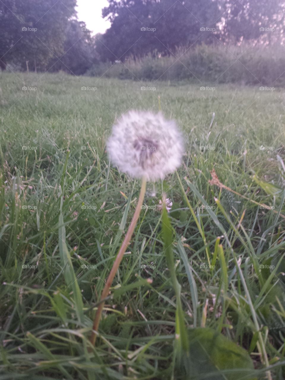 diente de león! !