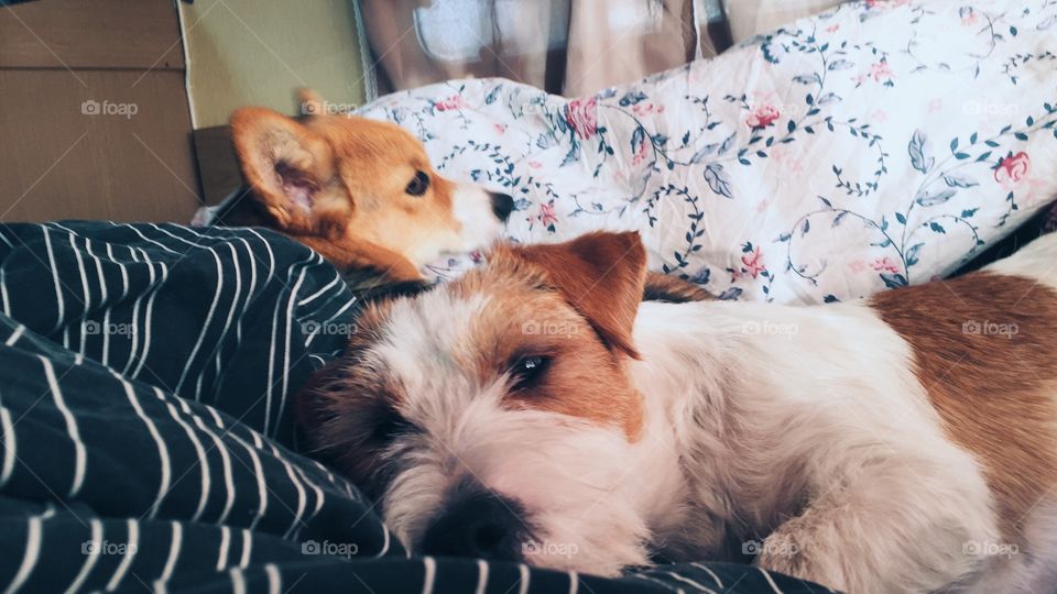 Dogs laying in the bed