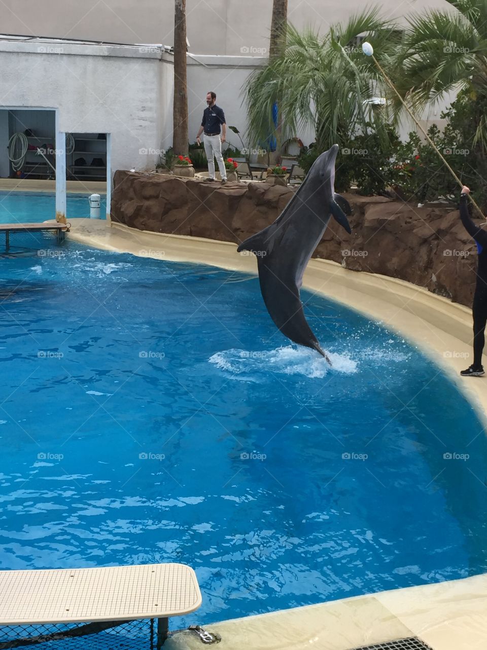 Dolphin jumps from pool to retrieve a treat at the Dolphin Habitat in The Mirage, Las Vegas. 