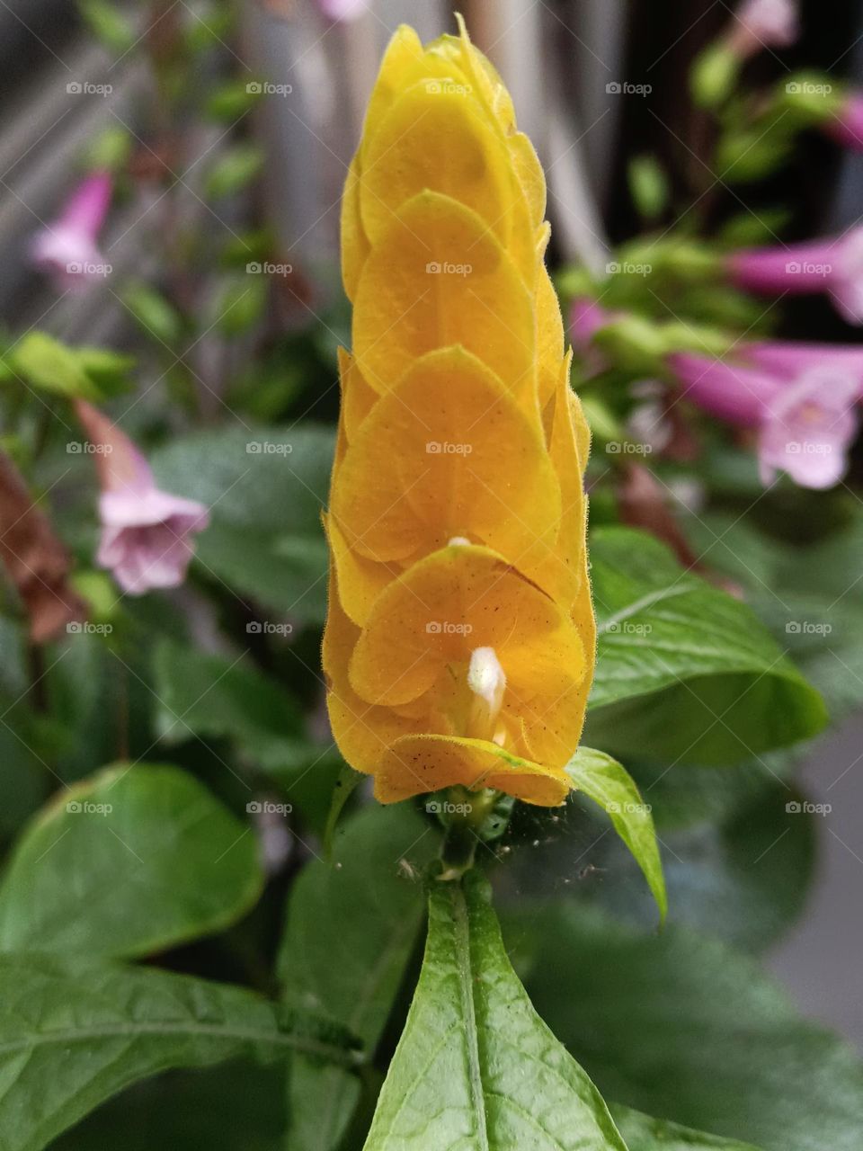 Golden Shrimp Plant