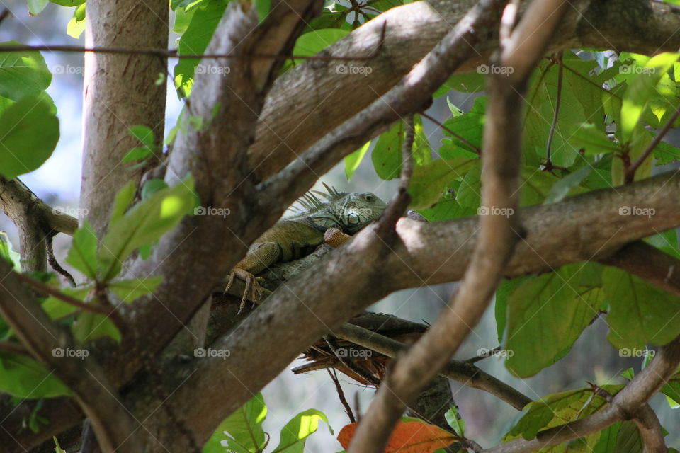 Iguana