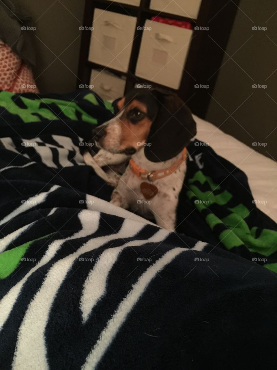 Oreo was confused because daddy wasn't home