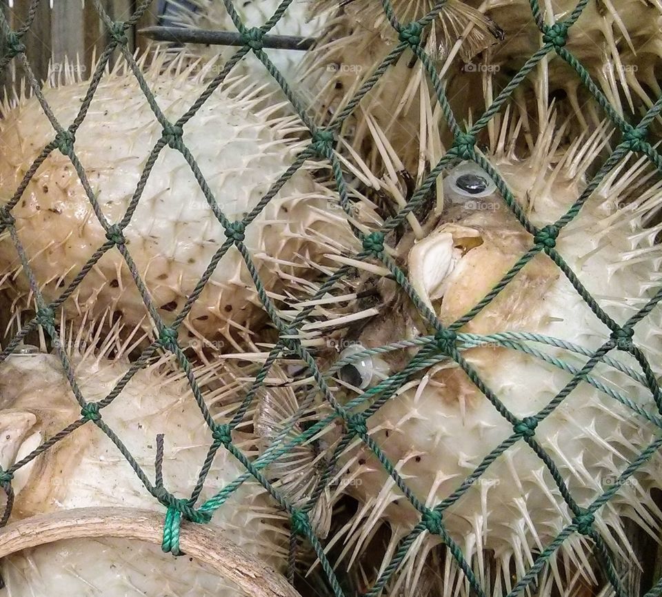 Dried Puffer Fish