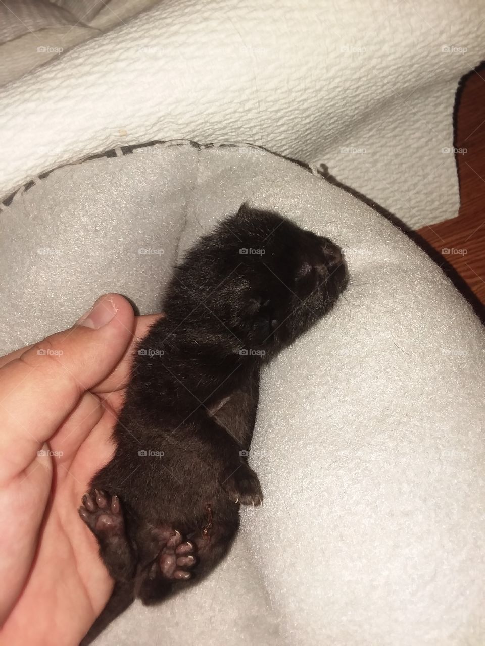 Baby Kitten just born