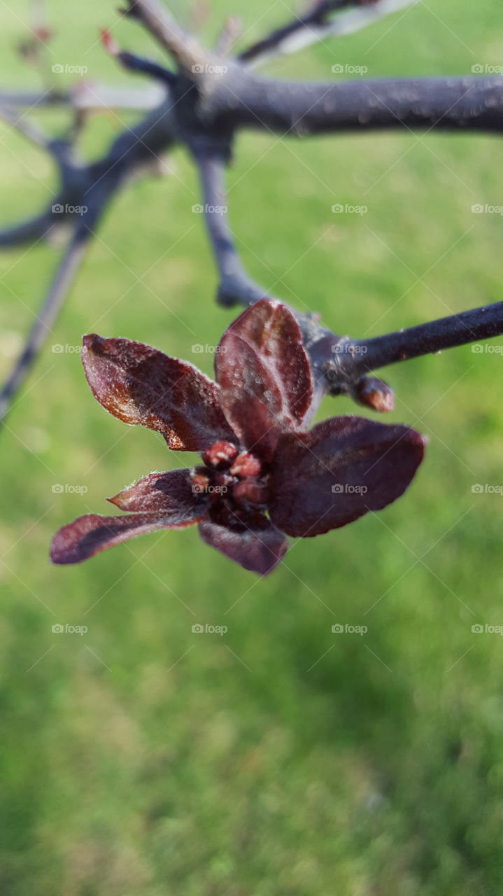 No Person, Outdoors, Nature, Flower, Tree