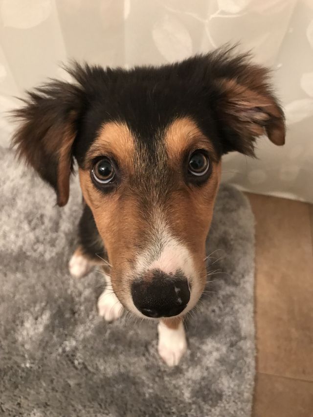 Puppy love