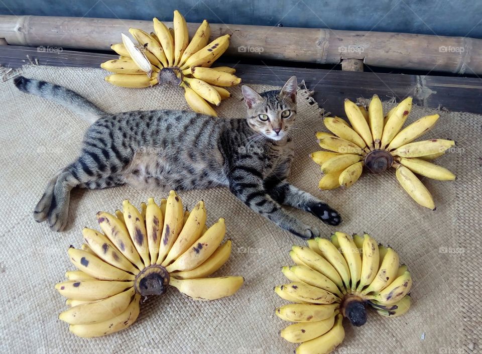 among bananas 03