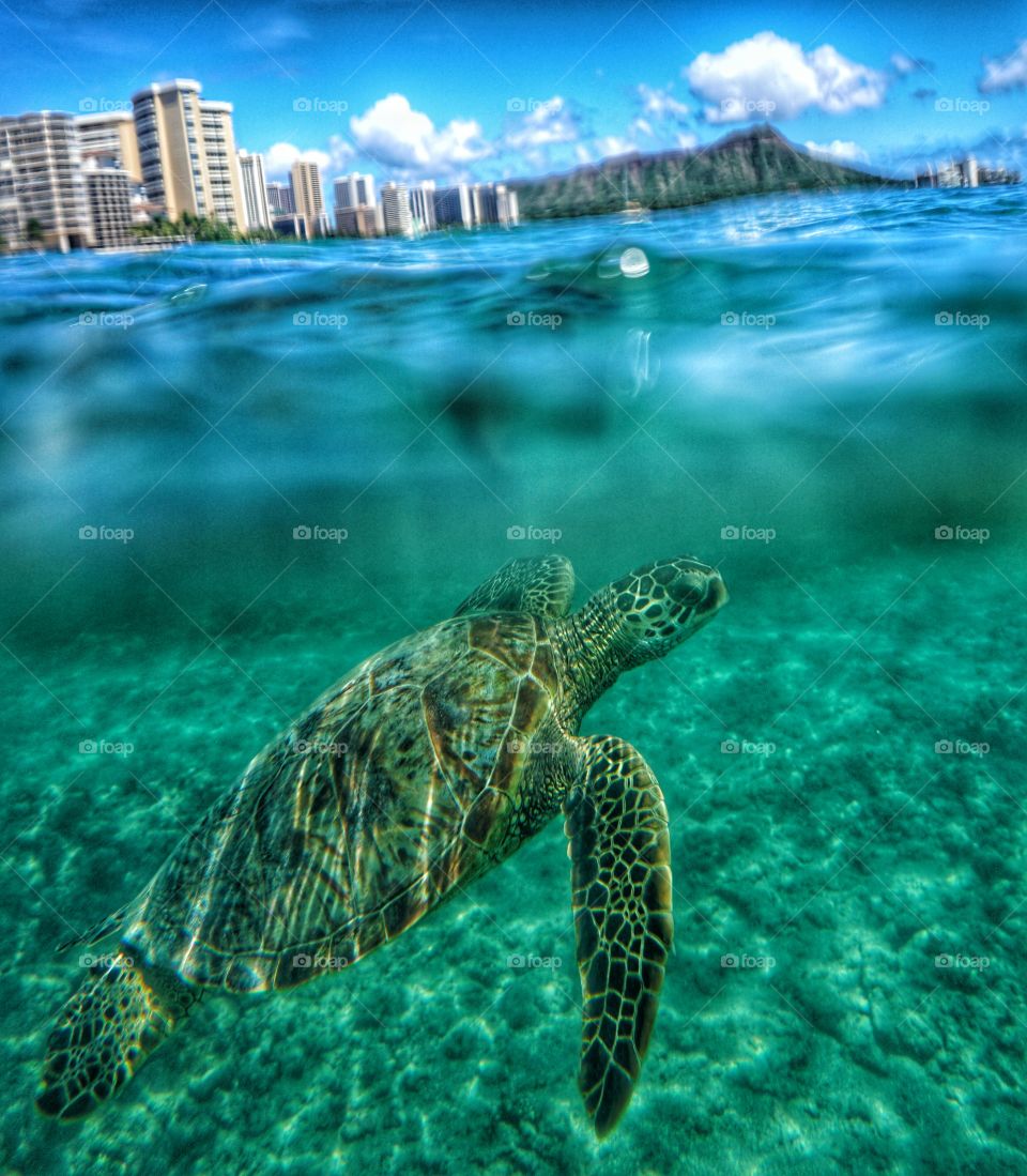 turtle in waikiki