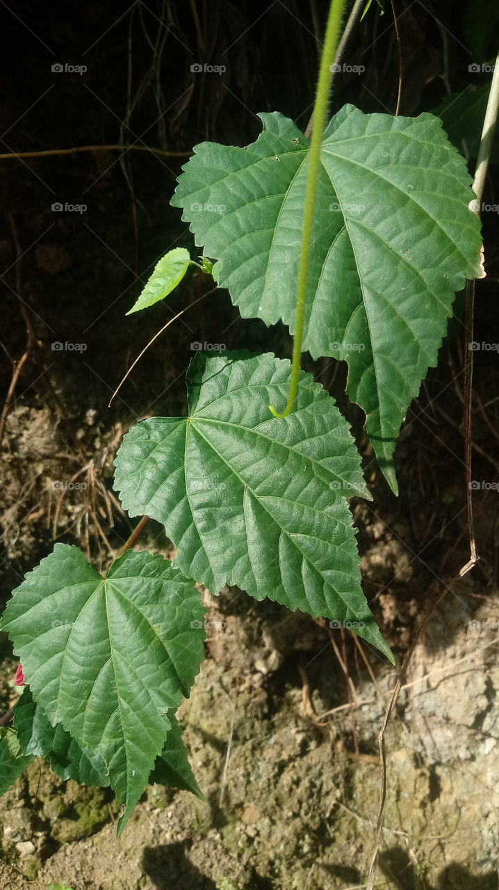 ENVIRONMENT BOTANICAL LANDSCAPE NATURE