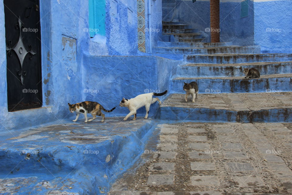 Cats walking in the house